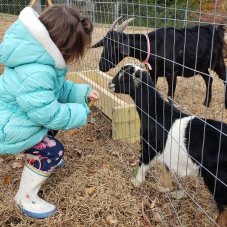 Lion's Heart Preschool, Liberty